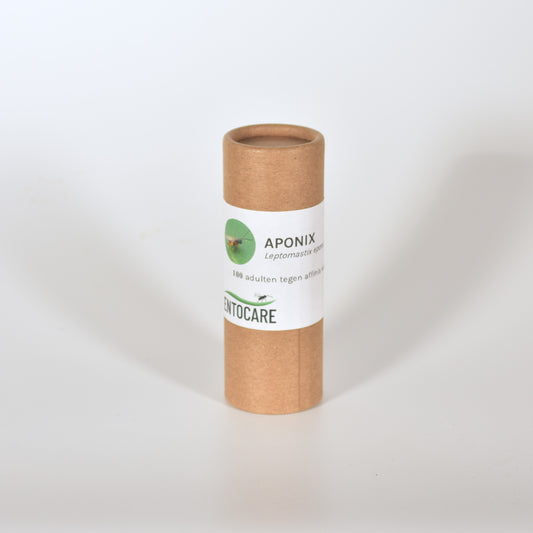 LEPTOMASTIX EPONA - 100