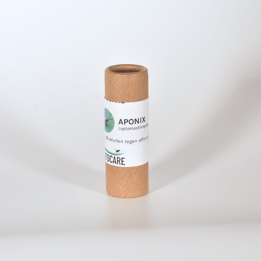 LEPTOMASTIX EPONA - 25