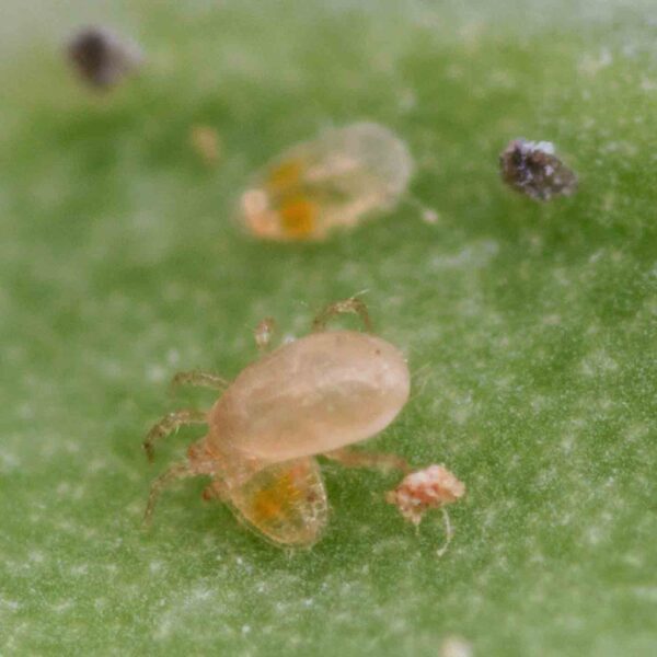 swirski-mite-plus-500