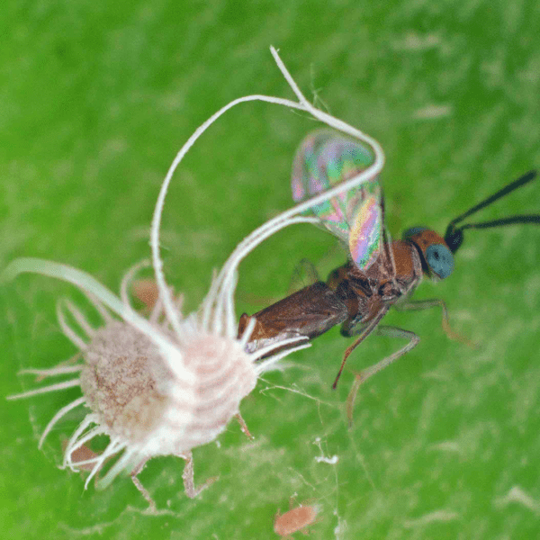 ANAGYRUS FUSCIVENTRIS - 25