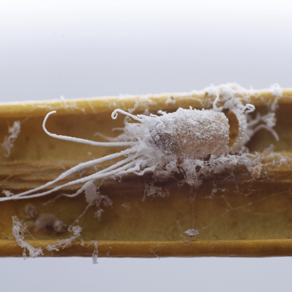 ANAGYRUS FUSCIVENTRIS - 25