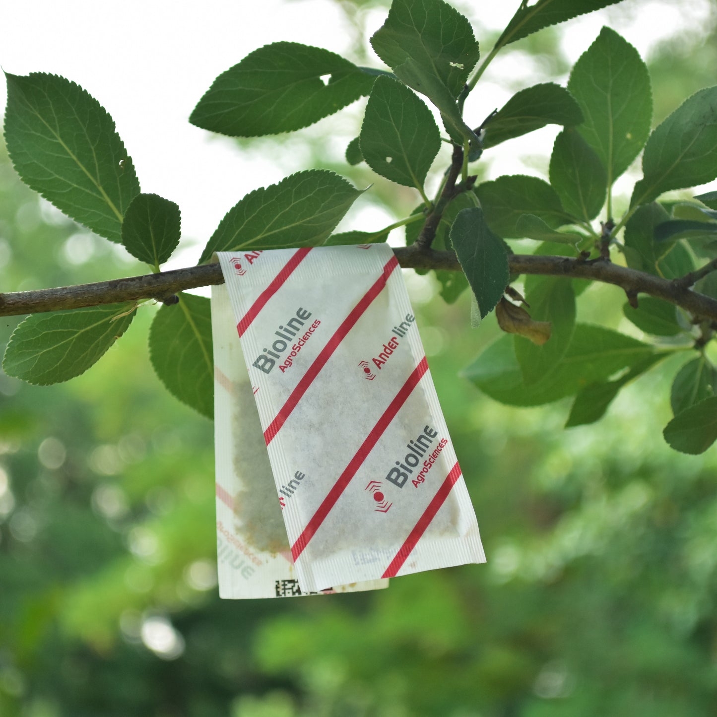 ANDERSONI gemini - 100