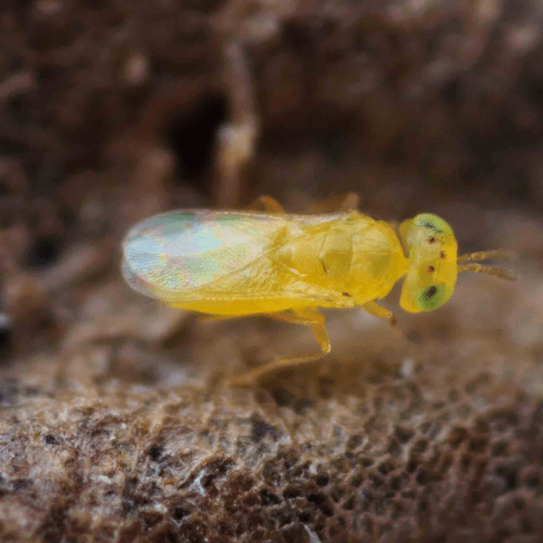 APHYTIS MELINUS - 25