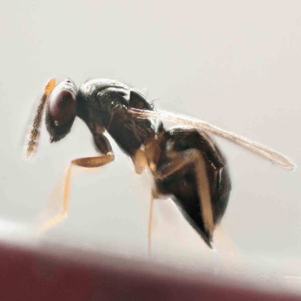 APROSTOCETUS HAGENOWII - 100