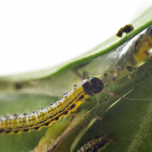 BOX TREE moth, egg clusters