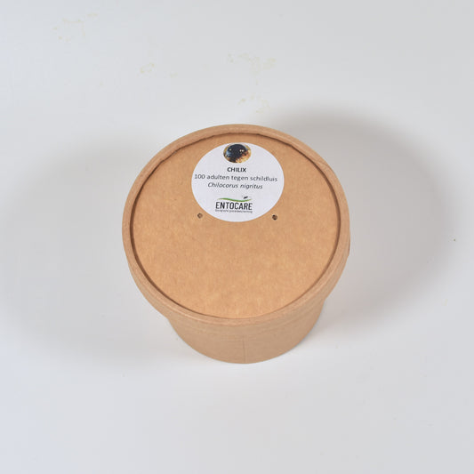 CHILOCORUS NIGRITUS - 100