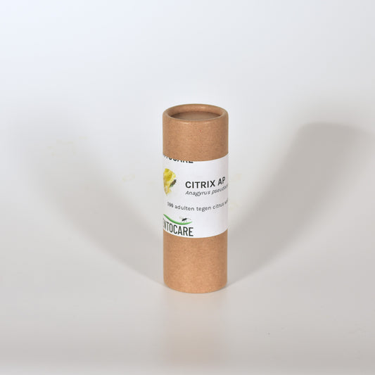 ANAGYRUS PSEUDOCOCCI - 100