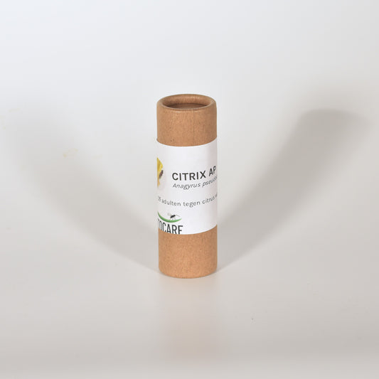 ANAGYRUS PSEUDOCOCCI - 25