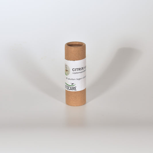 LEPTOMASTIDEA ABNORMIS - 25