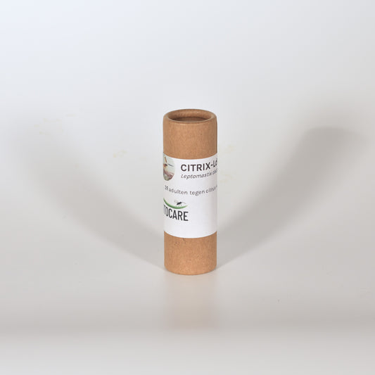 LEPTOMASTIX DACTYLOPII - 25