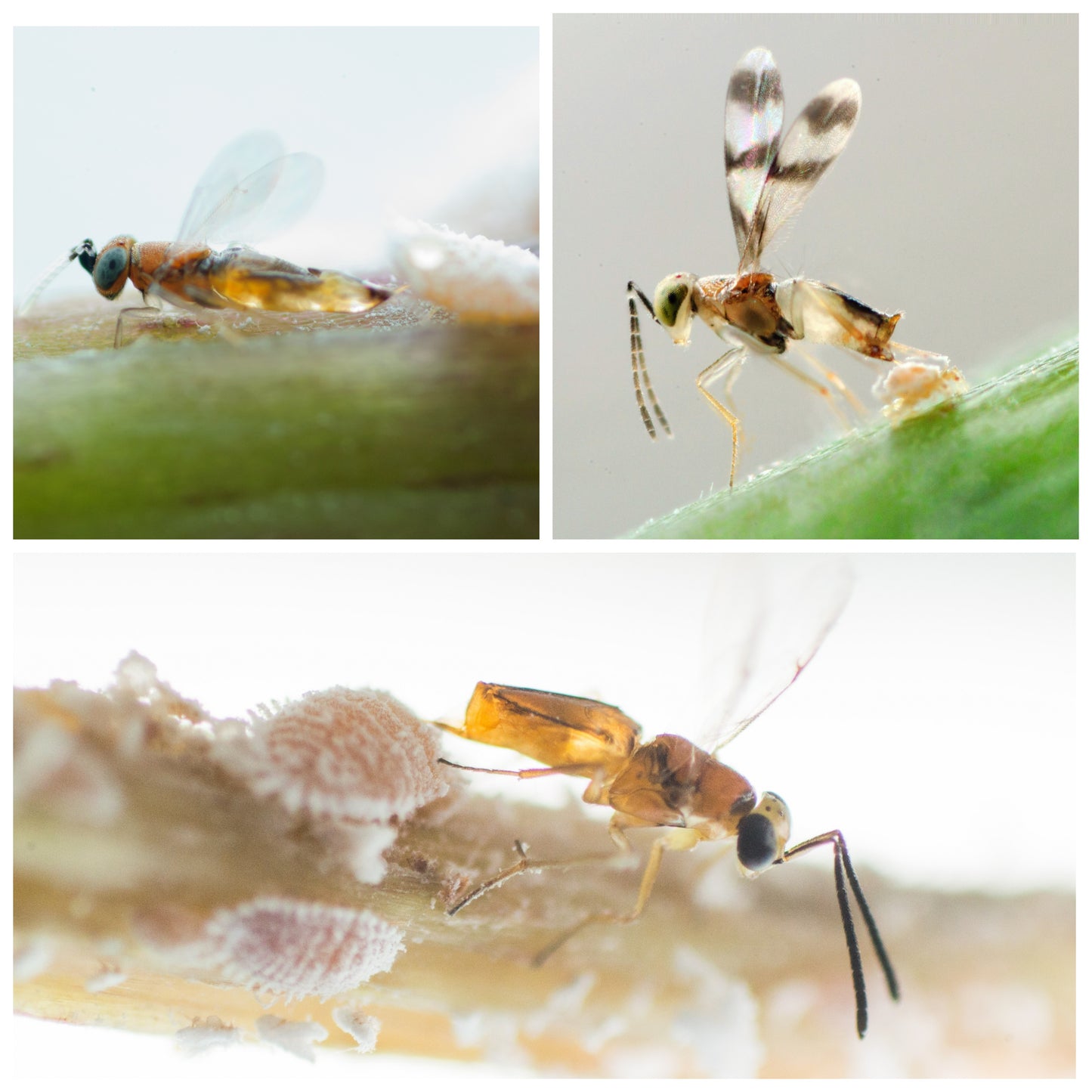 L. dactylopii / L. abnormis mix - 100