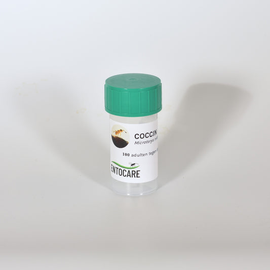 MICROTERYS NIETNERI - 100