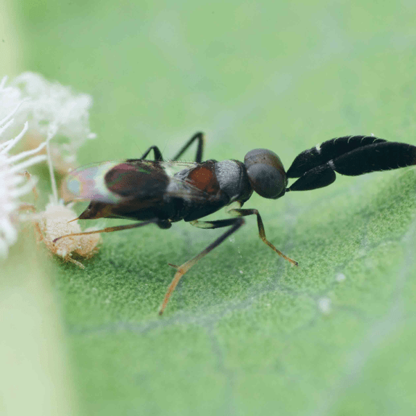 CRYPTANUSIA AUREISCUTELLUM - 25