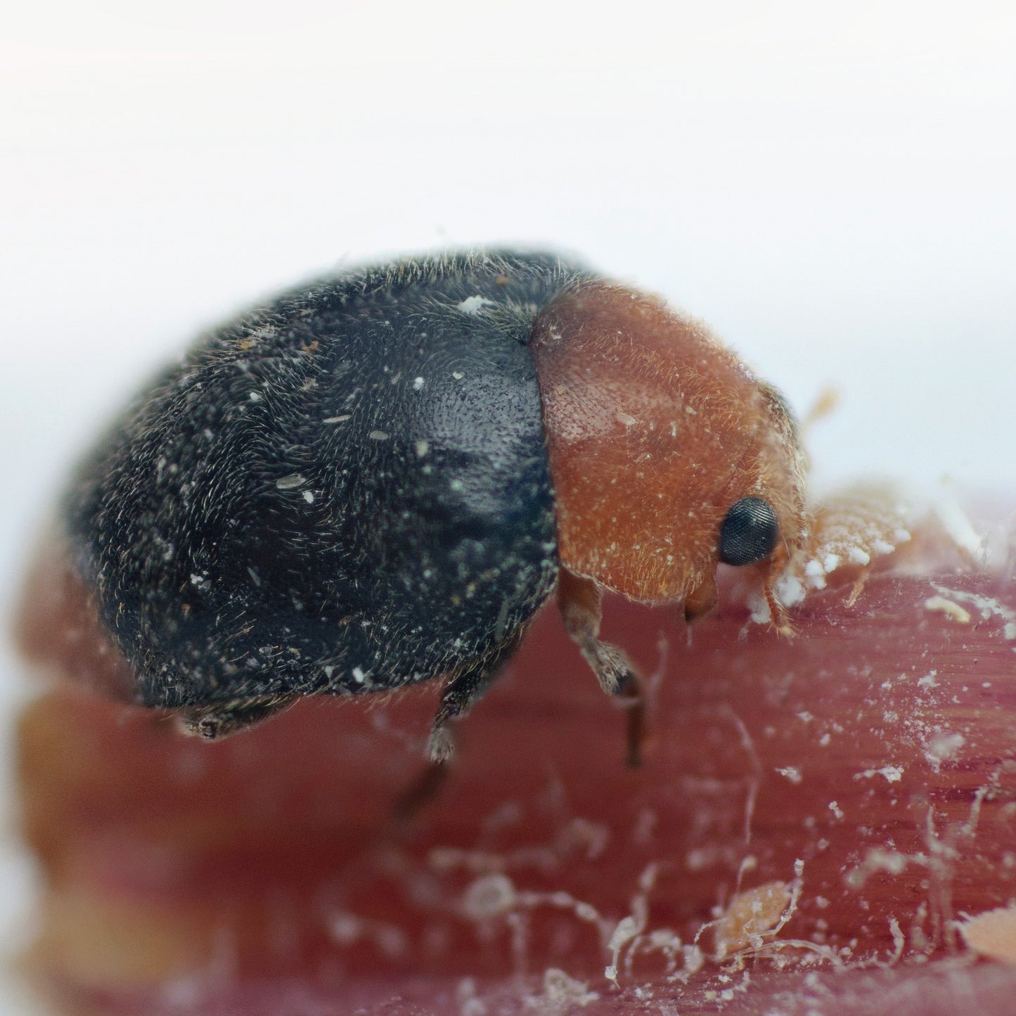 CRYPTOLAEMUS MONTROUZIERI adults - 100