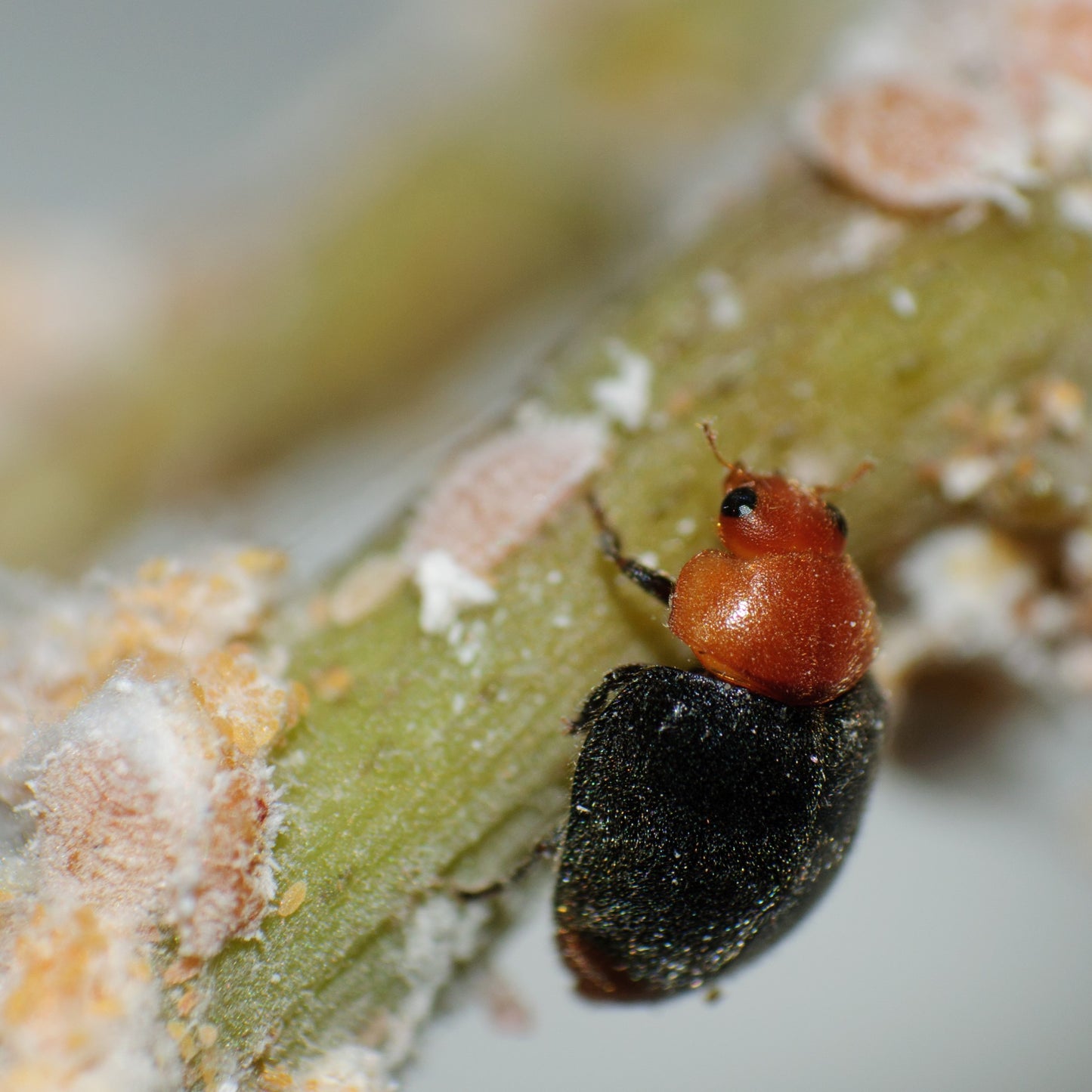 CRYPTOLAEMUS MONTROUZIERI adults - 100