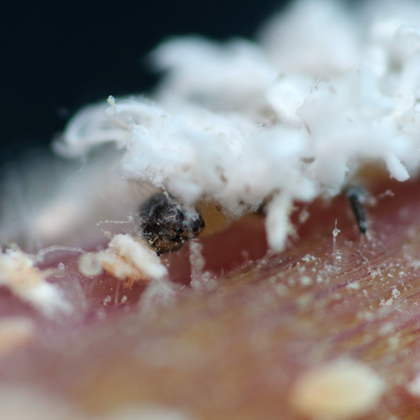 CRYPTOLAEMUS MONTROUZIERI larvae - 100