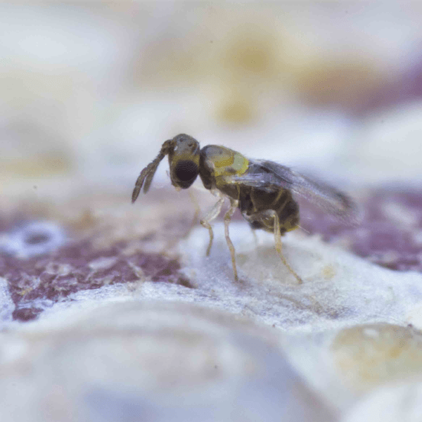 ENCARSIA CITRINA - 100