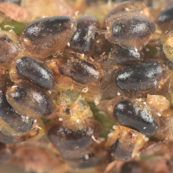 ENCYRTUS AURANTII - 25