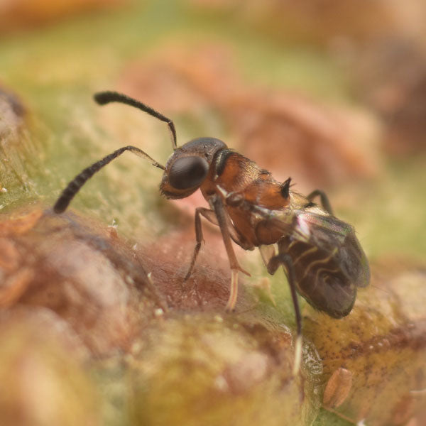 ENCYRTUS AURANTII - 25