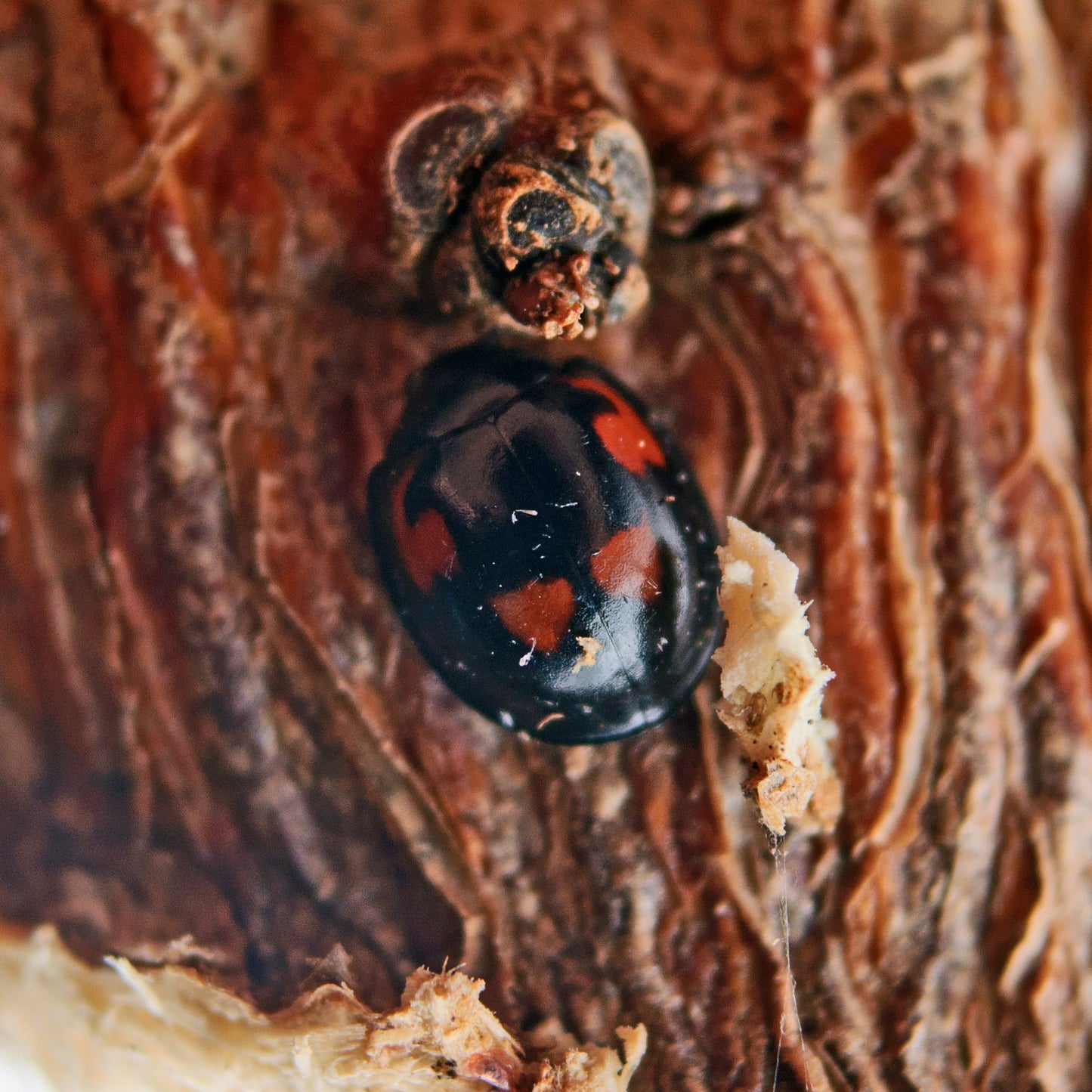 EXOCHOMUS QUADRIPUSTULATUS adults - 25