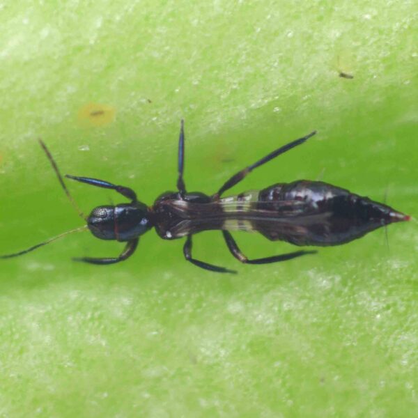 FRANKLINOTHRIPS VESPIFORMIS - 250