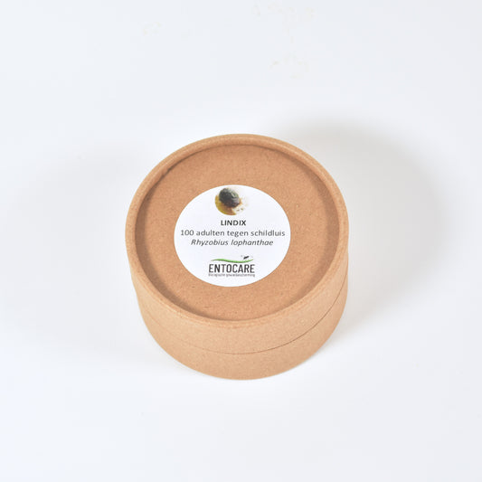 RHYZOBIUS LOPHANTHAE - 100