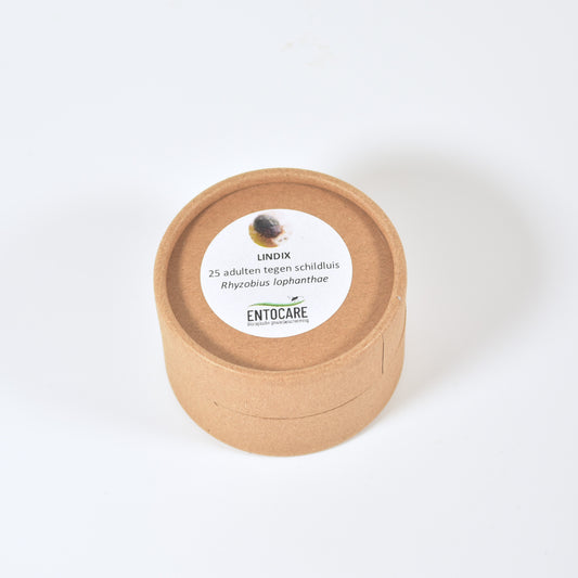 RHYZOBIUS LOPHANTHAE - 25