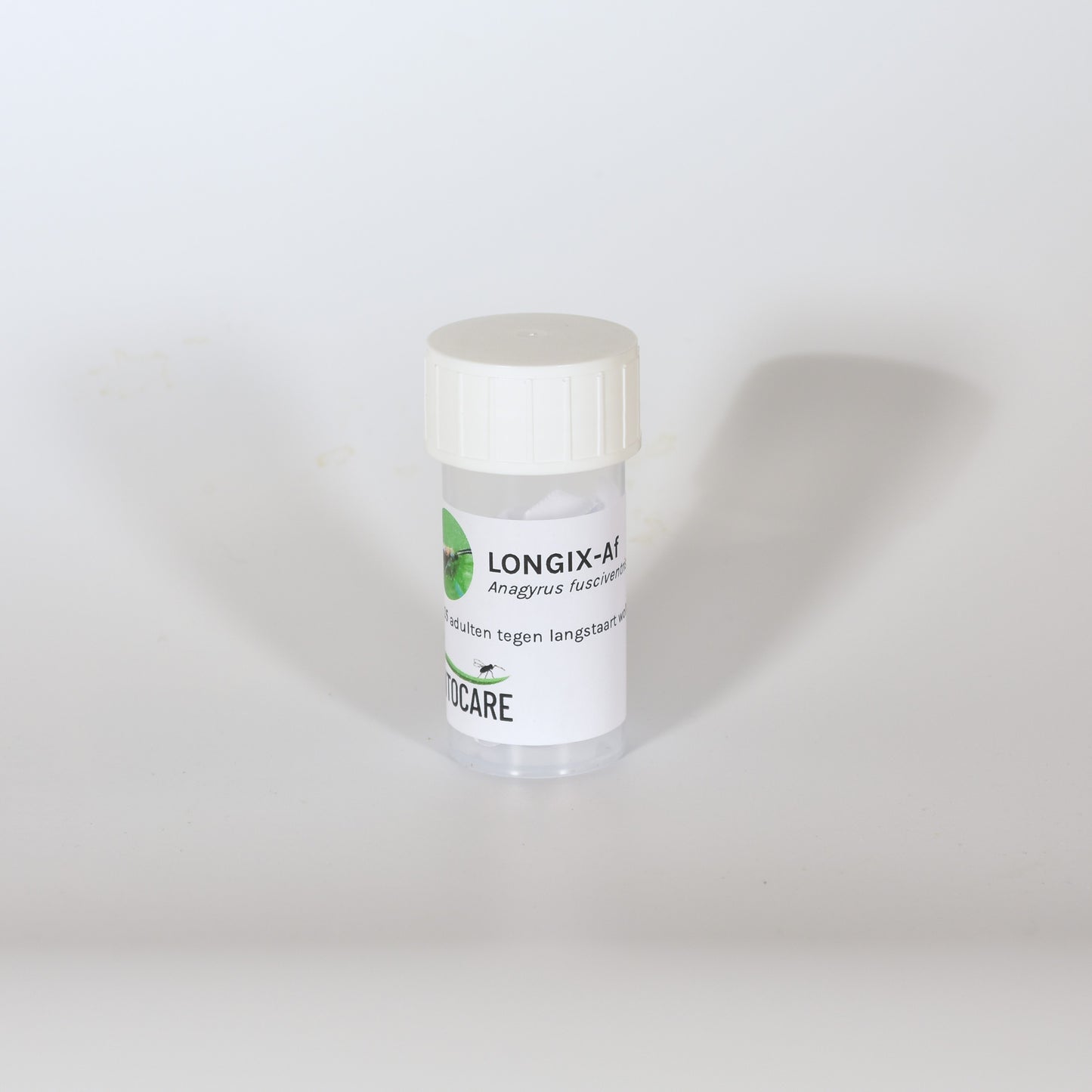 ANAGYRUS FUSCIVENTRIS - 25