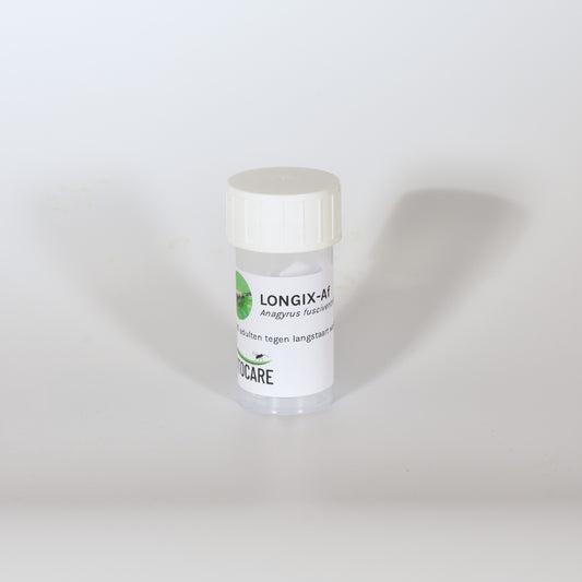 ANAGYRUS FUSCIVENTRIS - 25