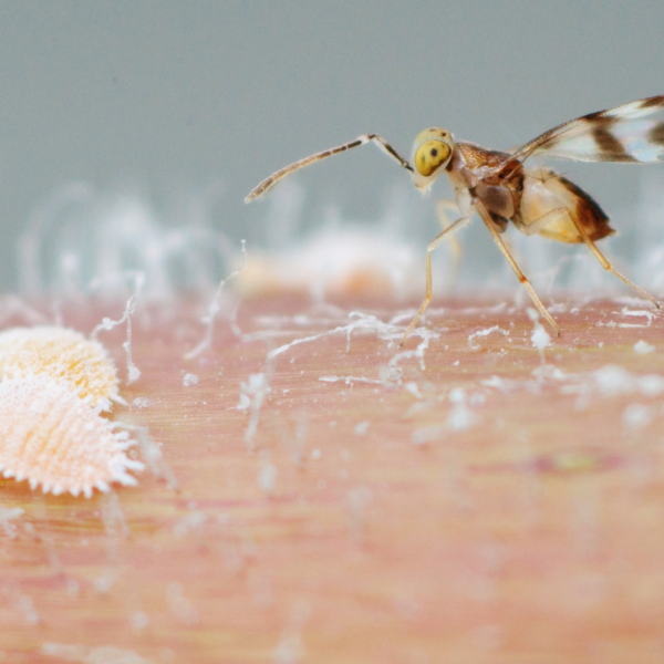 LEPTOMASTIDEA ABNORMIS - 25