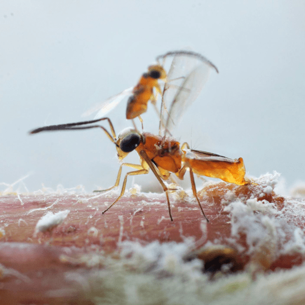 LEPTOMASTIX DACTYLOPII - 100