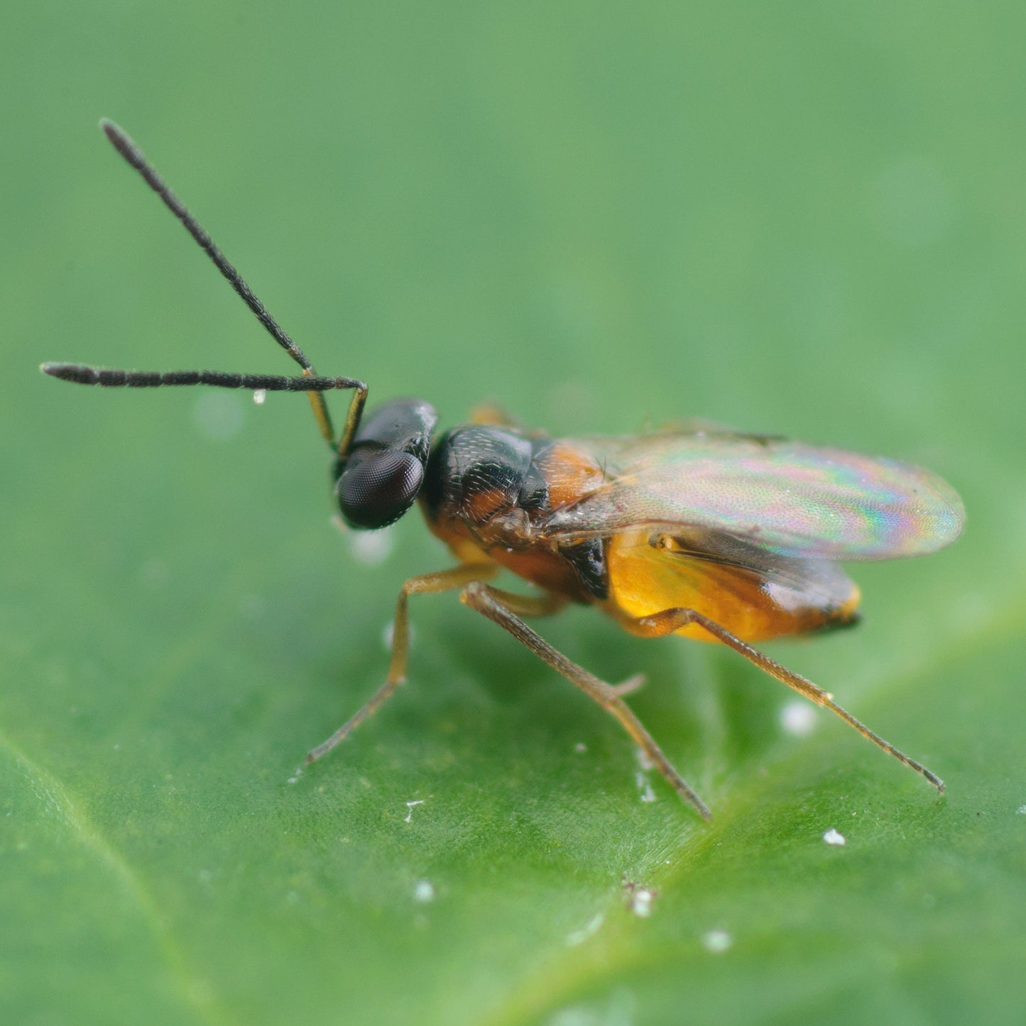 LEPTOMASTIX EPONA - 25