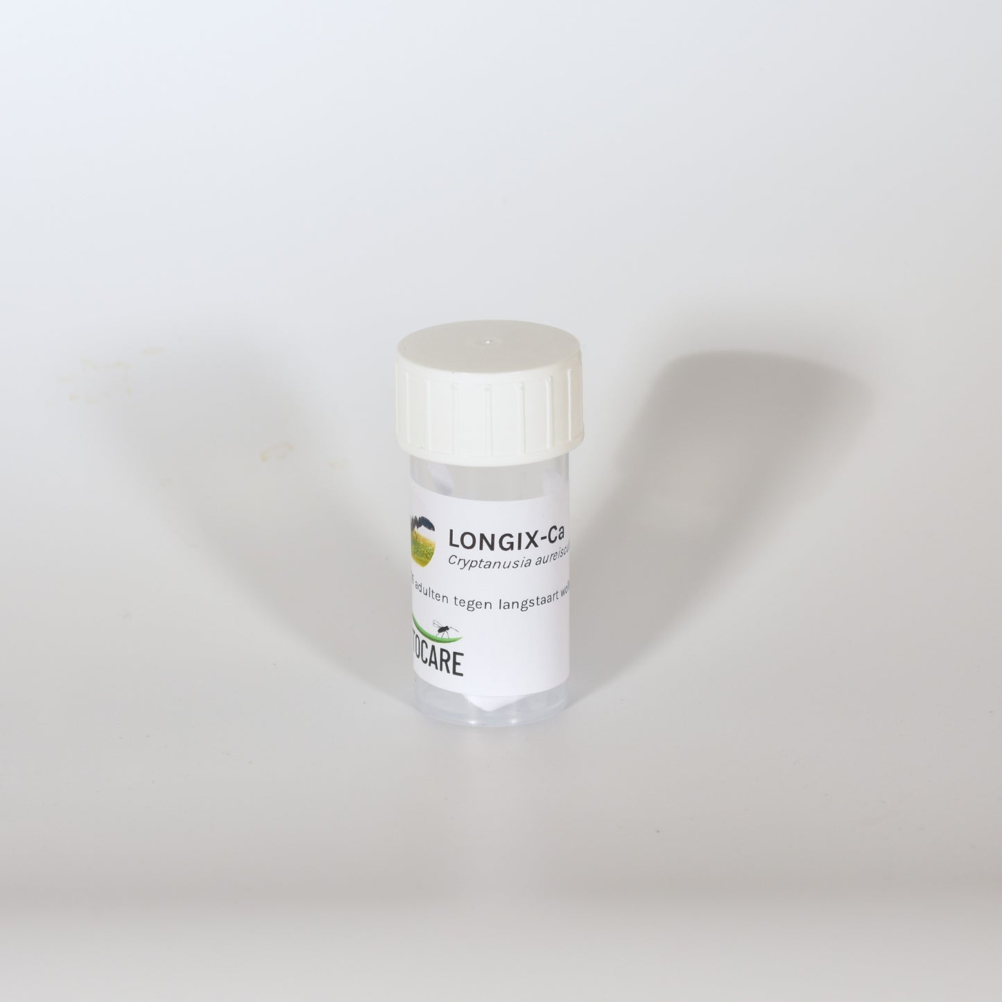 CRYPTANUSIA AUREISCUTELLUM - 25