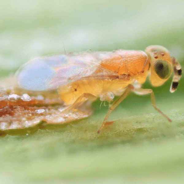 METAPHYCUS FLAVUS - 25