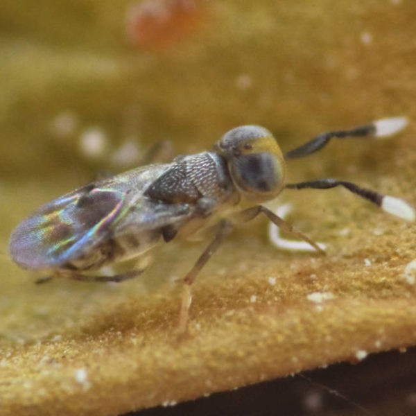 ACEROPHAGUS MACULIPENNIS - 25