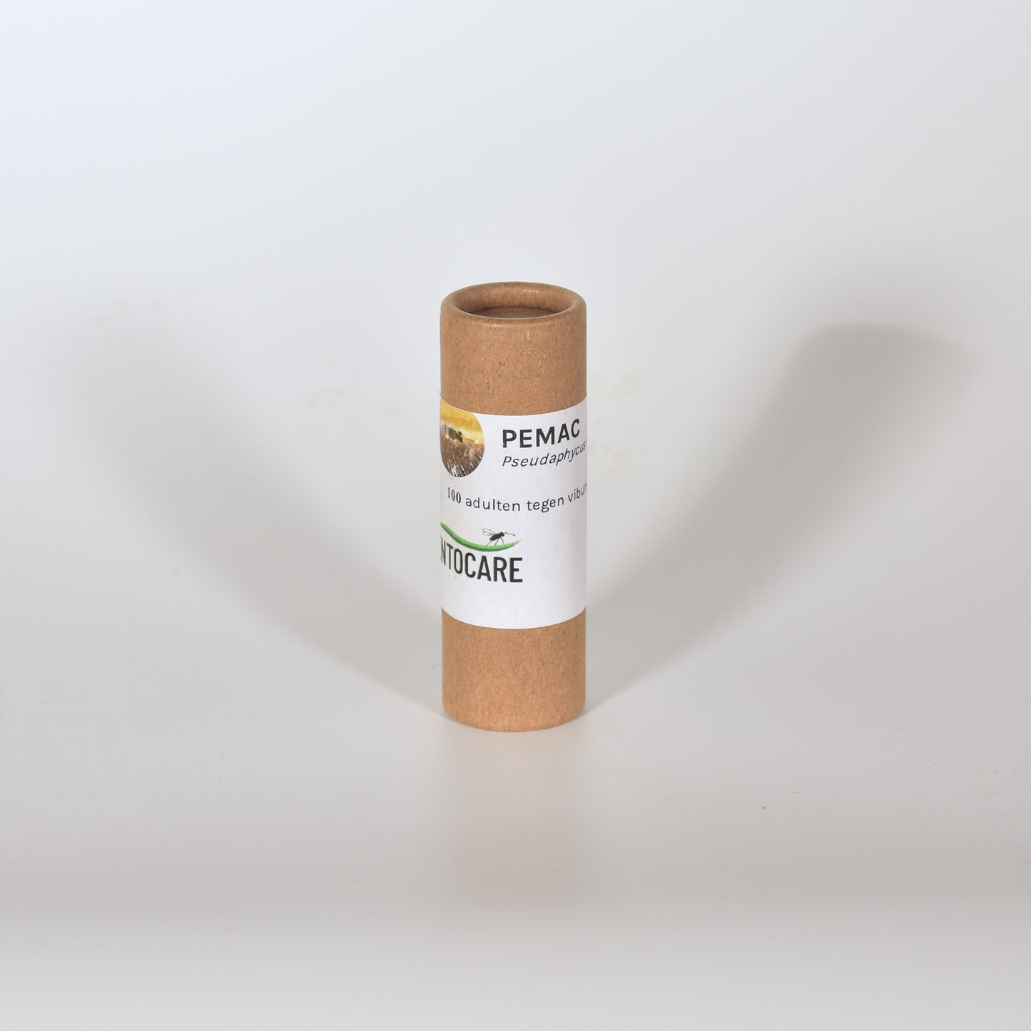 ACEROPHAGUS MACULIPENNIS - 100