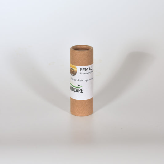 ACEROPHAGUS MACULIPENNIS - 100