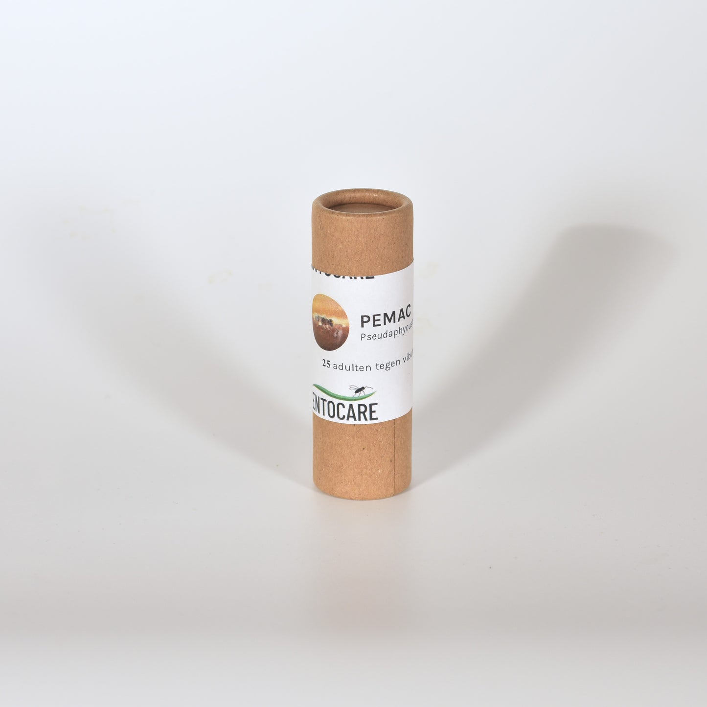 ACEROPHAGUS MACULIPENNIS - 25