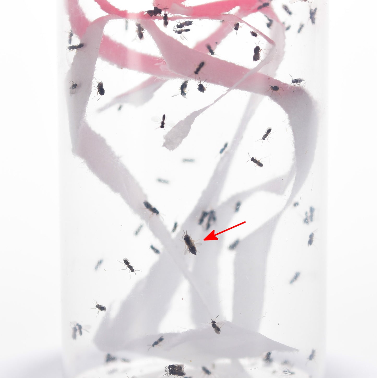 APROSTOCETUS HAGENOWII - 100