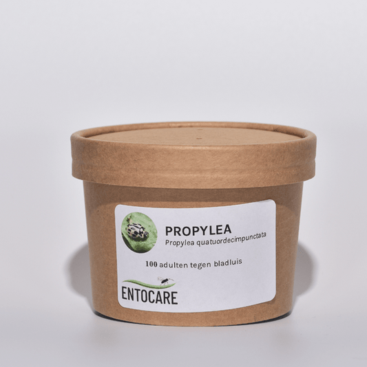 propylea-lieveheersbeestjes-100