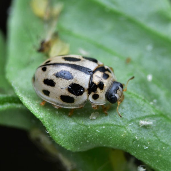 propylea-lieveheersbeestjes-100