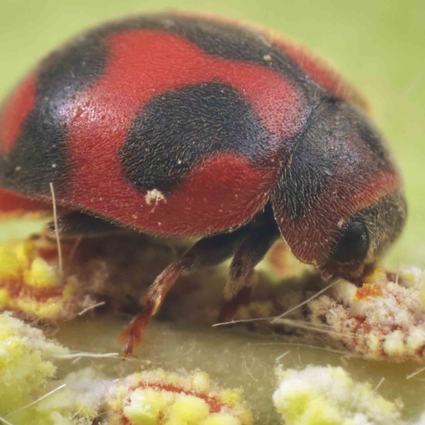 RODOLIA CARDINALIS - 25