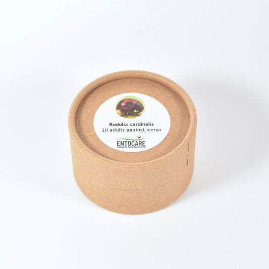 RODOLIA CARDINALIS - 10