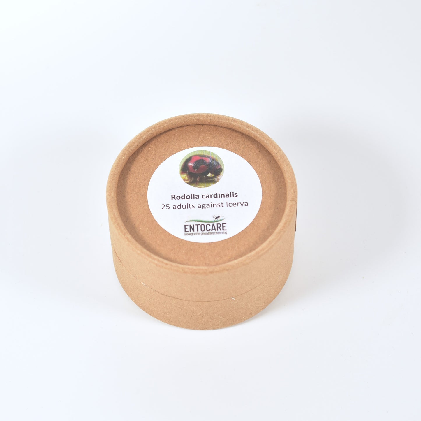 RODOLIA CARDINALIS - 25