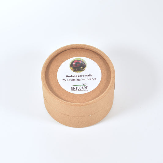 RODOLIA CARDINALIS - 25