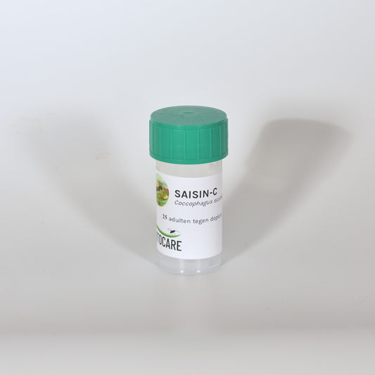 COCCOPHAGUS SCUTELLARIS - 25