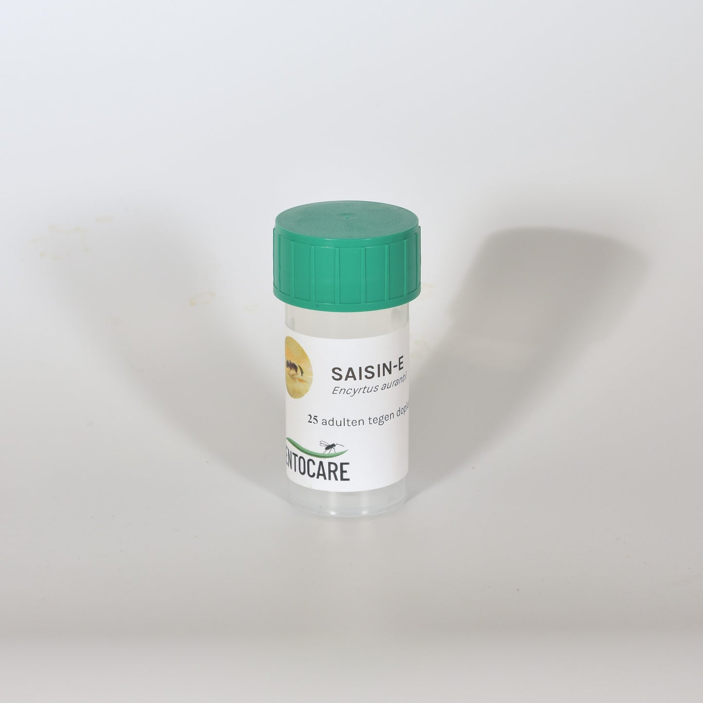 ENCYRTUS AURANTII - 25