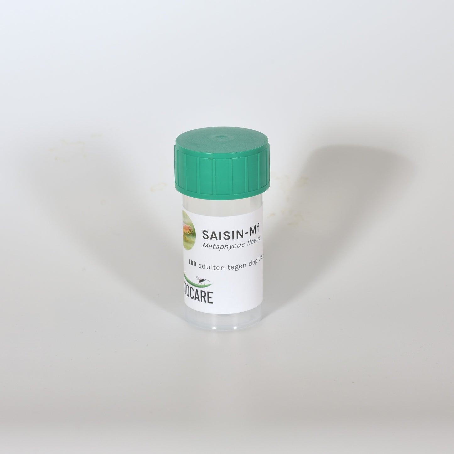 METAPHYCUS FLAVUS - 100