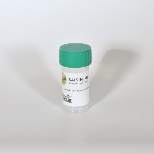 METAPHYCUS FLAVUS - 100