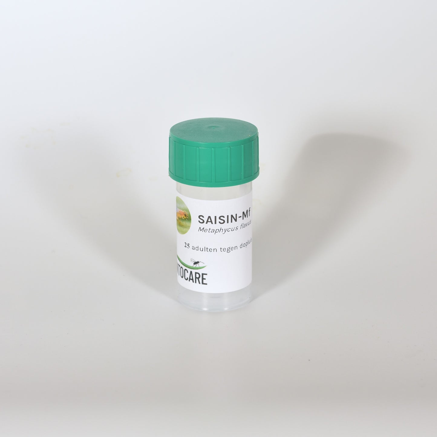 METAPHYCUS FLAVUS - 25